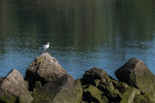 Uma Gaivota Topo Uma Rocha Meio Ria Pontevedra Galiza Espanha — Fotografia de Stock