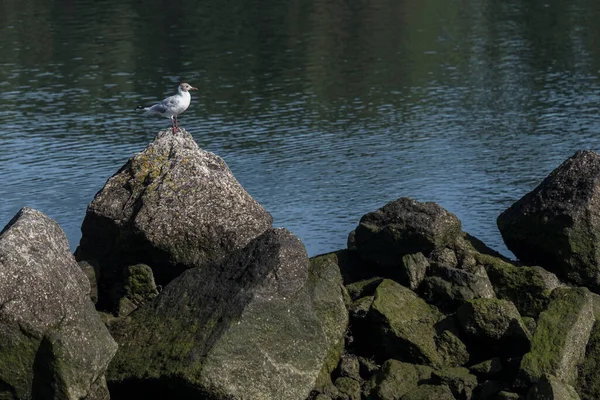 Galiçya 'da, Ria de Pontevedra' nın ortasındaki kayanın tepesindeki bir martı.)