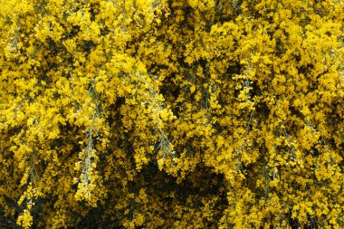 Çiçek açan Spartium ormanı, Fabaceae familyasındaki tek çiçekli bitki cinsi. Ta, ayrıca koku süpürgesi ya da ginesta da denir..