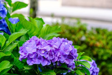 Ortanca çiçekleri, süs bitkisi, genellikle ortanca olarak bilinir, Güney ve Doğu Asya ve Amerika 'ya özgü..