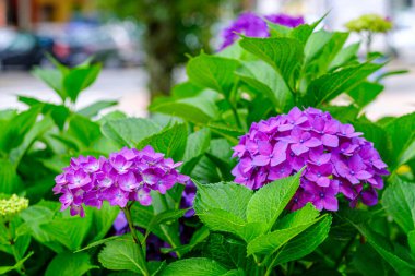 Ortanca çiçekleri, süs bitkisi, genellikle ortanca olarak bilinir, Güney ve Doğu Asya ve Amerika 'ya özgü..