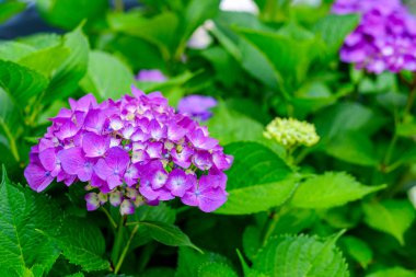 Ortanca çiçekleri, süs bitkisi, genellikle ortanca olarak bilinir, Güney ve Doğu Asya ve Amerika 'ya özgü..