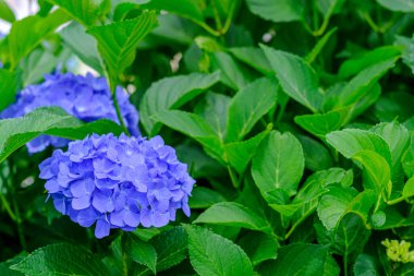 Ortanca çiçekleri, süs bitkisi, genellikle ortanca olarak bilinir, Güney ve Doğu Asya ve Amerika 'ya özgü..