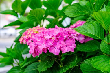 Ortanca çiçekleri, süs bitkisi, genellikle ortanca olarak bilinir, Güney ve Doğu Asya ve Amerika 'ya özgü..