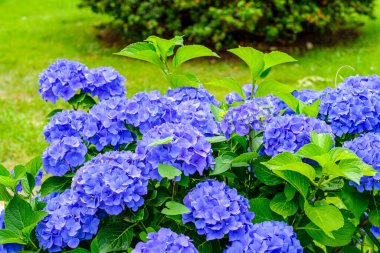 Ortanca çiçekleri, süs bitkisi, genellikle ortanca olarak bilinir, Güney ve Doğu Asya ve Amerika 'ya özgü..