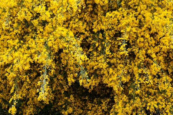 Çiçek Açan Spartium Ormanı Fabaceae Familyasındaki Tek Çiçekli Bitki Cinsi — Stok fotoğraf