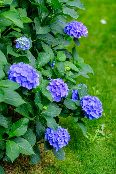Kwiaty Hortensji Rośliny Ozdobne Powszechnie Znane Jako Hortensje Pochodzi Południowej — Zdjęcie stockowe