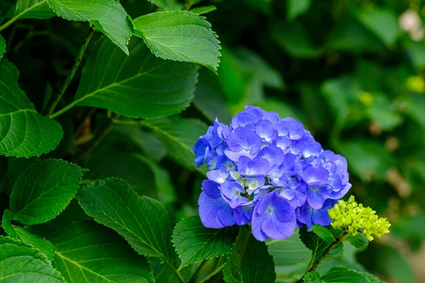 Ortanca çiçekleri, süs bitkisi, genellikle ortanca olarak bilinir, Güney ve Doğu Asya ve Amerika 'ya özgü..