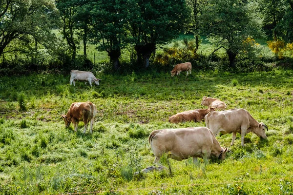 Grupo Vacas Pastan Una Zona Rural Galicia España — Foto de Stock