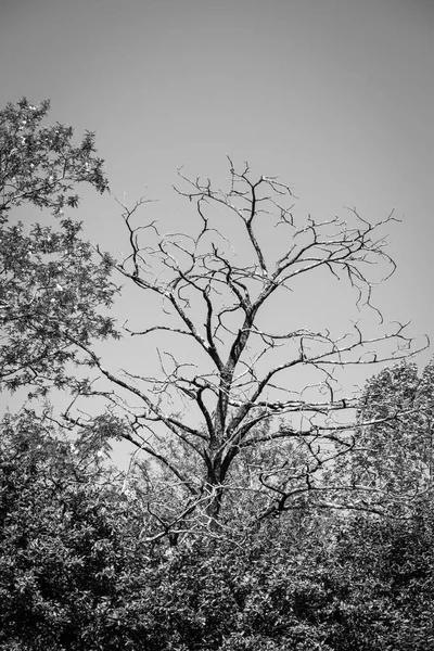 Großer Laubbaum Ohne Blätter Zwischen Mehreren Akazien Schwarz Und Weiß — Stockfoto