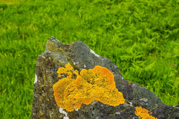 緑の芝生の背景を持つ花崗岩の岩に取り付けられた黄色の地衣類 — ストック写真