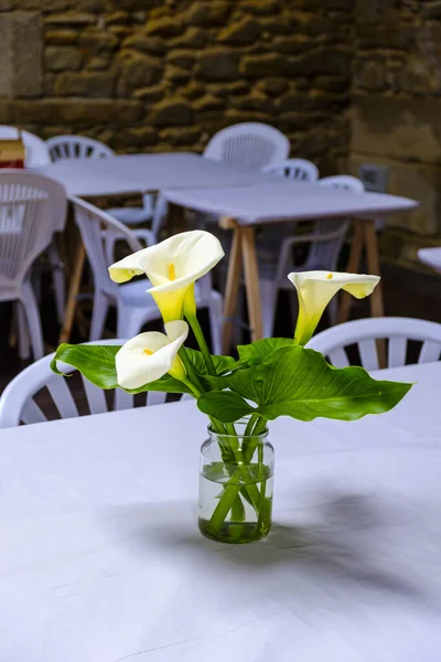 Zantedeschia Aethiopica Uma Espécie Lily Família Araceae — Fotografia de Stock