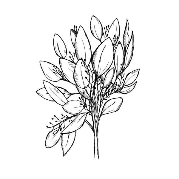 Croquis d'une branche d'eucalyptus isolée sur fond blanc. Dessiné à la main — Image vectorielle