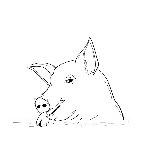 Китайская новогодняя свинья 2019. Набросок свиньи — стоковый вектор