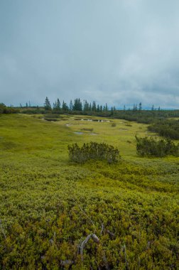 Güzel Avusturya Alplerinde. Avusturya dağ manzarası