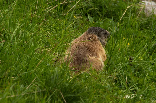 Carina Marmotta Alpina Sull Erba Austria — Foto Stock