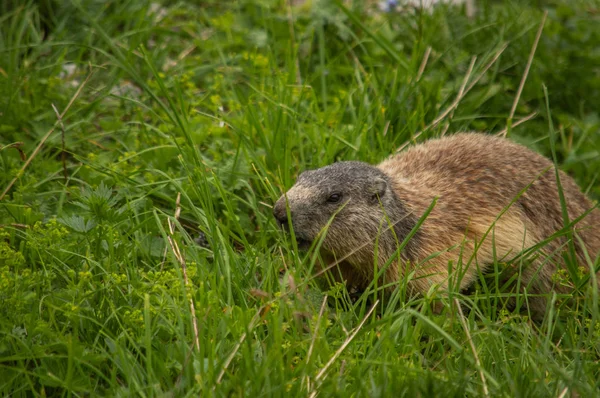 Linda Marmota Alpina Sobre Hierba Austria —  Fotos de Stock