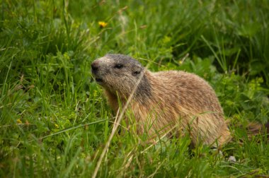 Avusturya'da çimenlerin üzerinde şirin Alp dağ sıçanı