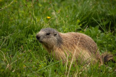 Avusturya'da çimenlerin üzerinde şirin Alp dağ sıçanı