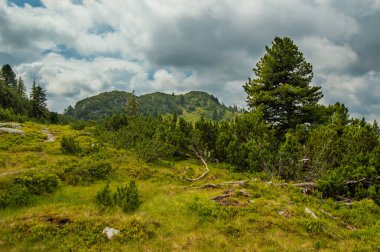 Güzel Avusturya Alplerinde. Avusturya dağ manzarası