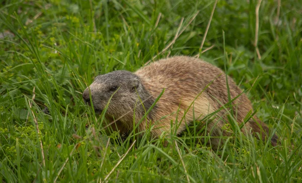 Schattig Alpenmarmot Gras Oostenrijk — Stockfoto