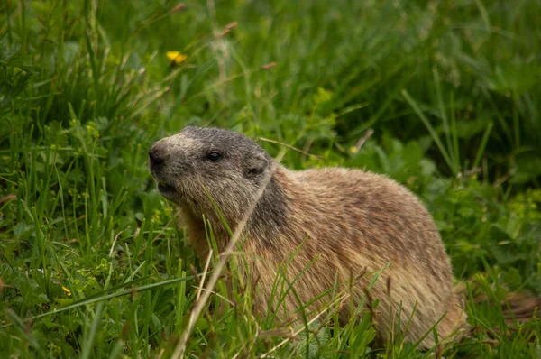 Carina Marmotta Alpina Sull Erba Austria — Foto Stock