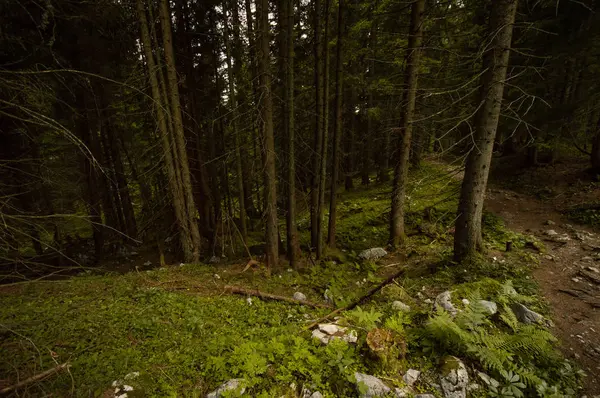 Bela Floresta Verde Alpes Austríacos — Fotografia de Stock