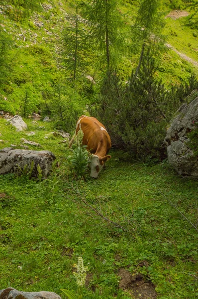 Αγελάδα Αυστριακές Άλπεις Ορεινό Τοπίο Στην Αυστρία — Φωτογραφία Αρχείου