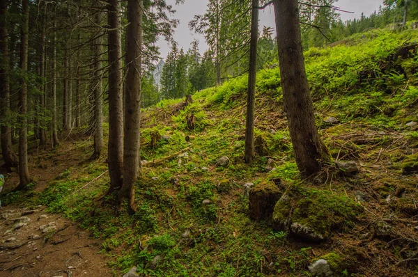 Bela Floresta Verde Alpes Austríacos — Fotografia de Stock