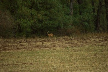 forest yakınındaki alanda yürüyüş geyik