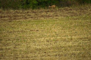 forest yakınındaki alanda yürüyüş geyik