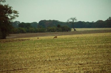 forest yakınındaki alanda yürüyüş geyik