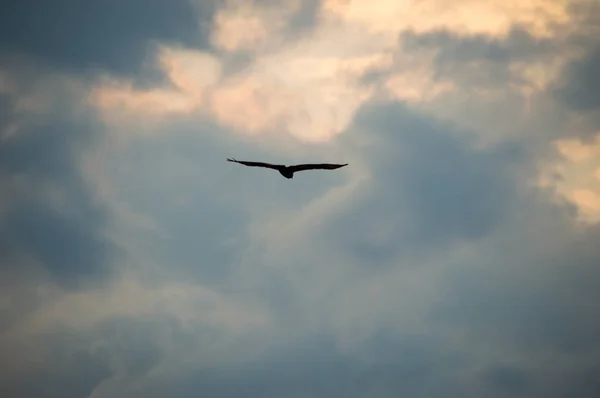 曇り空を背景に飛行中の鳥 — ストック写真
