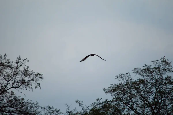 Bird in flight on cloudy sky background