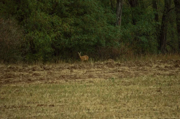 forest yakınındaki alanda yürüyüş geyik