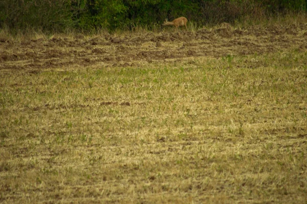 forest yakınındaki alanda yürüyüş geyik