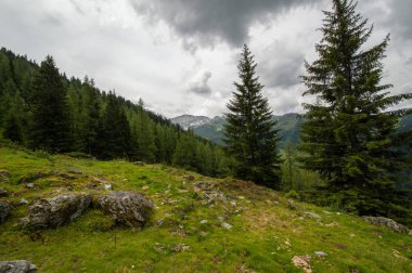 yaprak dökmeyen ağaçlar ve bulutlu gökyüzü ile dağlık manzara doğal görünümü