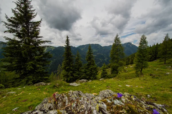 Vista Panorámica Del Paisaje Montañoso Con Árboles Siempreverdes Flores Púrpuras —  Fotos de Stock