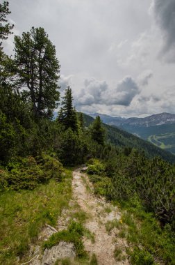Doğal görünüm yolu ve evergreen ağaçları ile dağlık manzara 