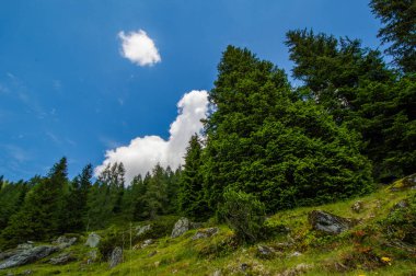 çim ağaç ve tepenin üzerinde mavi bulutlu gökyüzü görünümü