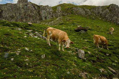 bulutlu gökyüzü altında yeşil çim ile Dağlık mera üzerinde ineklerin