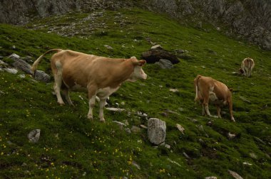 yeşil çim ile Dağlık mera üzerinde ineklerin