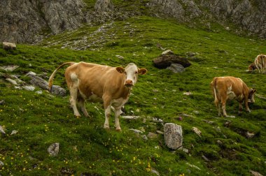 yeşil çim ile Dağlık mera üzerinde ineklerin