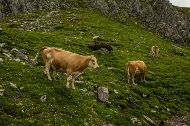 yeşil çim ile Dağlık mera üzerinde ineklerin