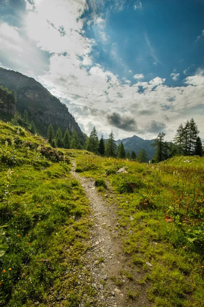 Doğal görünüm yolu ve evergreen ağaçları ile dağlık manzara 