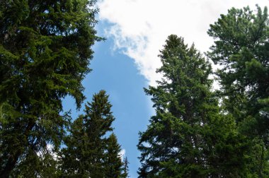 low angle view of pine trees in blue cloudy sky clipart