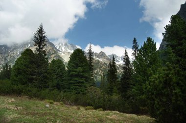 Rocky Dağları çam ağaçları arasından görüntülendi