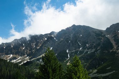 Rocky Dağları çam ağaçları arasından görüntülendi