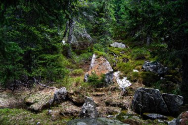 yemyeşil yeşil çam ormanı içinde yosunlu kayalar