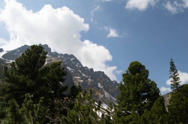 Rocky Dağları çam ağaçları arasından görüntülendi